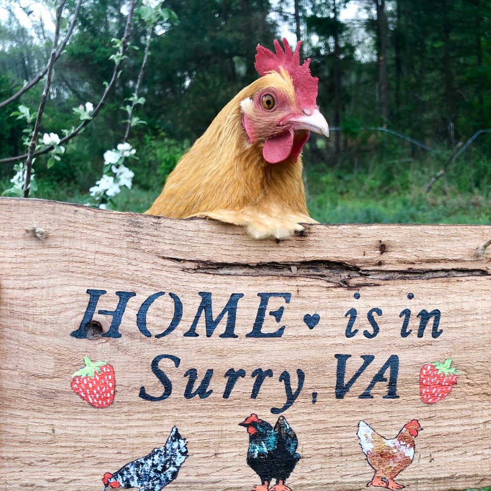 Personalized Decorative Chicken Sign Farmhouse decor